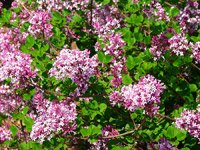 Syringa meyeri Palibin