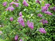 Syringa microphylla Superba