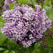 Syringa prestoniae Royalty