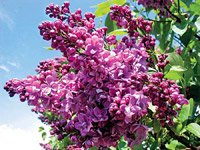 Syringa vulgaris