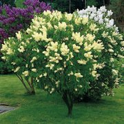 Syringa vulgaris Primrouse