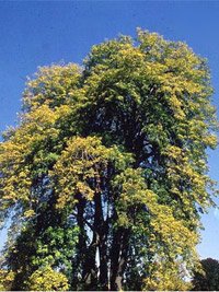 Tilia tomentosa Pendula