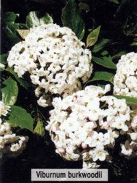 Viburnum Burkwoodii