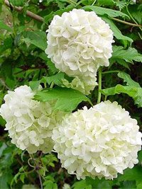 Viburnum opulus Roseum