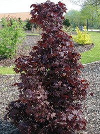 Acer platanoides Crimson Sentry