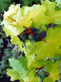 Acer platanoides Drummondii