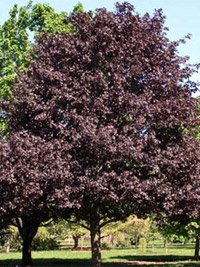 Acer platanoides Royal Red