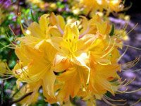 Azalea hybrids Anneke