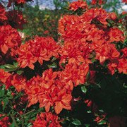 Azalea hybrids Fanal