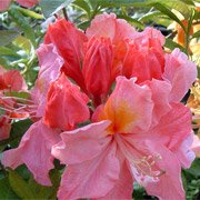 Azalea hybrids Feuerwerk