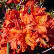 Azalea hybrids Fireball