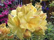 Azalea hybrids Golden Sunset