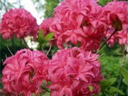 Azalea hybrids Homebush