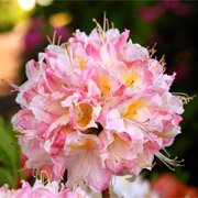 Azalea hybrids Satomi