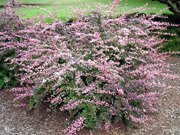 Berberis thunbergii Pink Queen