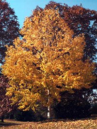 Betula maximowicziana