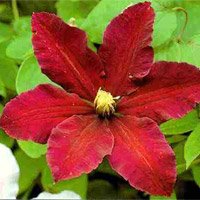 Clematis hybrida