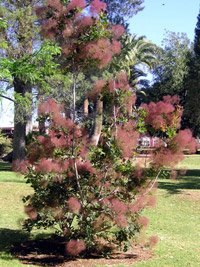 Cotinus coggygria