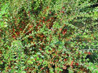 Cotoneaster divaricatus