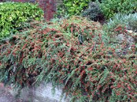 Cotoneaster horizontalis