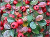 Cotoneaster lucidus