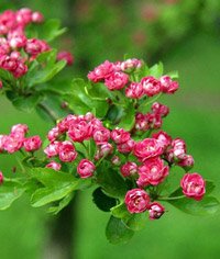 Crataegus laevigata Pauls Scarlet