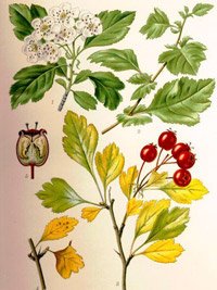 Crataegus monogyna