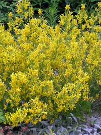 Cytisus decumbens