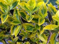 Euonymus fortunei