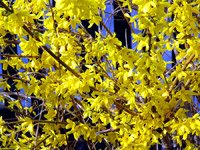 Forsythia intermedia