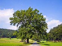 Fraxinus excelsior