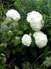 Hydrangea Annabelle