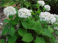 Hydrangea arborescens Annabella