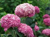 Hydrangea arborescens Invincibelle