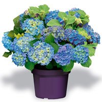 Hydrangea macrophylla Endless Summer