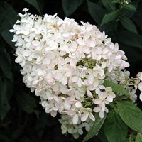 Hydrangea paniculata Bombshell