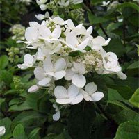 Hydrangea paniculata Darts Little Dot