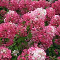 Hydrangea paniculata Diamant Rouge