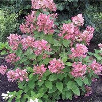 Hydrangea paniculata Early Sensation