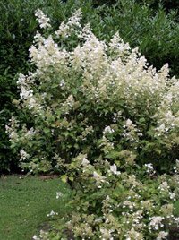 Hydrangea paniculata Kyushu