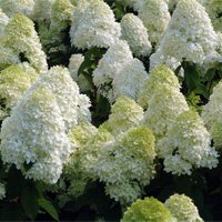 Hydrangea paniculata Limelight