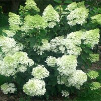 Hydrangea paniculata Phantom