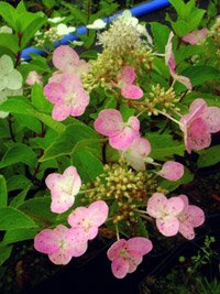 Hydrangea paniculata Pink Diamond