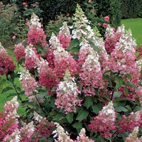 Hydrangea paniculata Pinky Winky