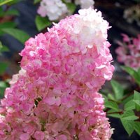 Hydrangea paniculata Sundae Fraise