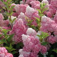 Hydrangea paniculata Vanille Fraise