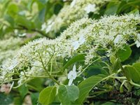 Hydrangea petiolaris