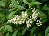 Ligustrum vulgare