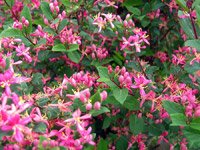 Lonicera tatarica