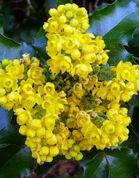 Mahonia aquifolium